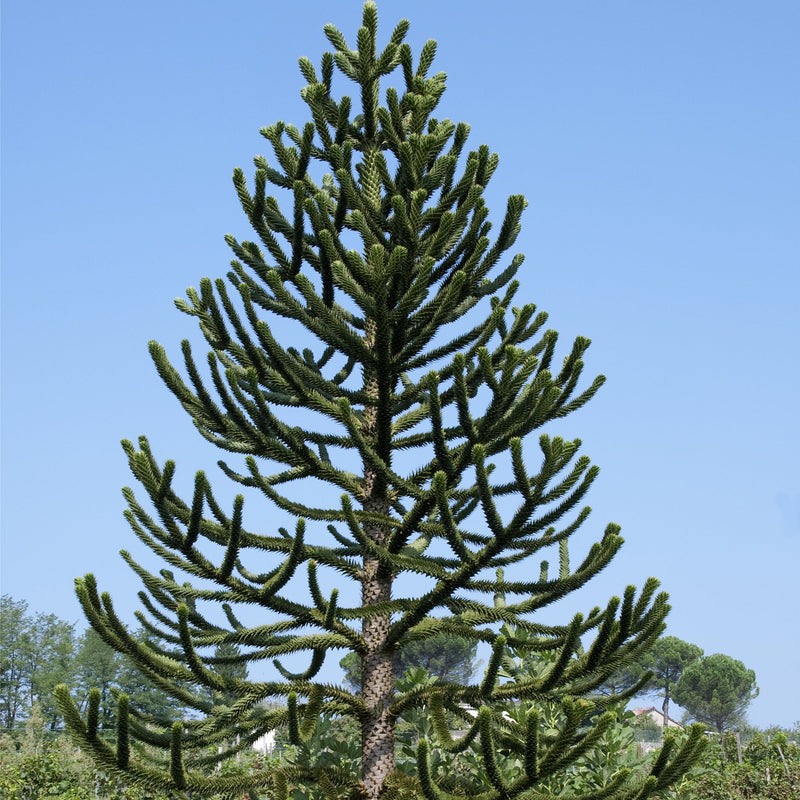 Araucaria Araucana | Monkey Puzzle Tree -
