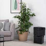 Ficus Benjamina (Weeping Fig) 50-60cm -