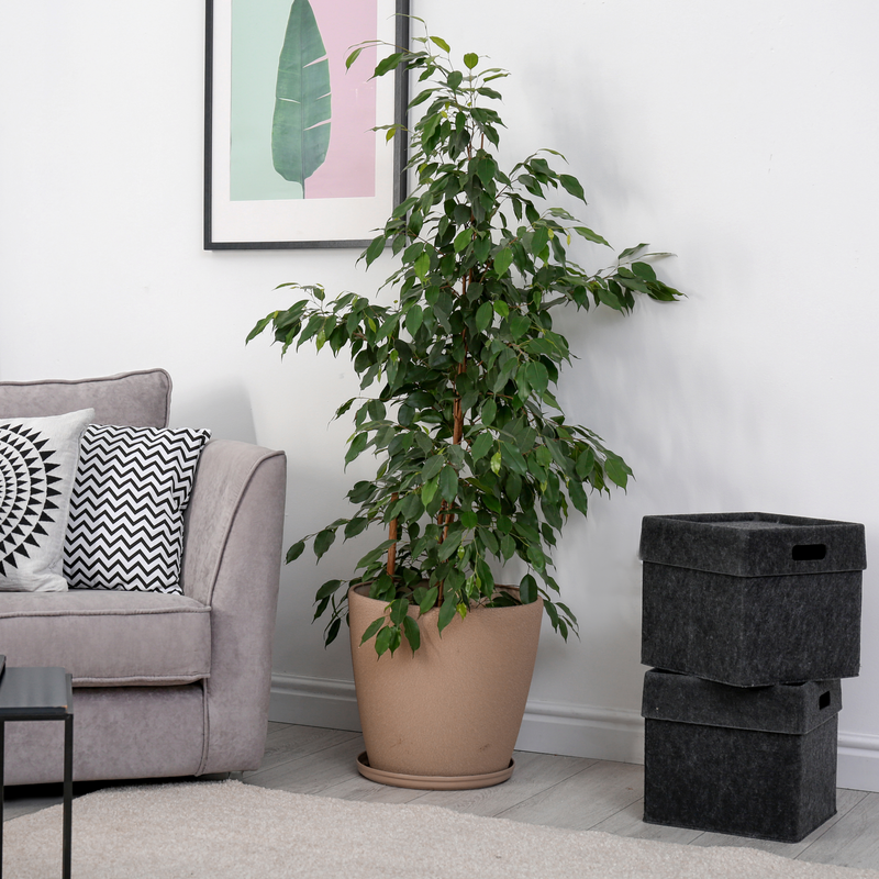 Ficus Benjamina (Weeping Fig) 50-60cm -