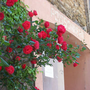 Climbing Rose 'Crazy in Love' - Red 2L -