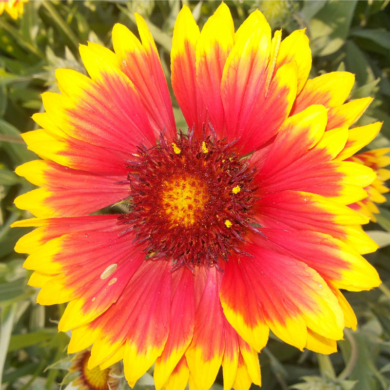 Gaillardia - Copper Sun (Blanket Flower) 2L -