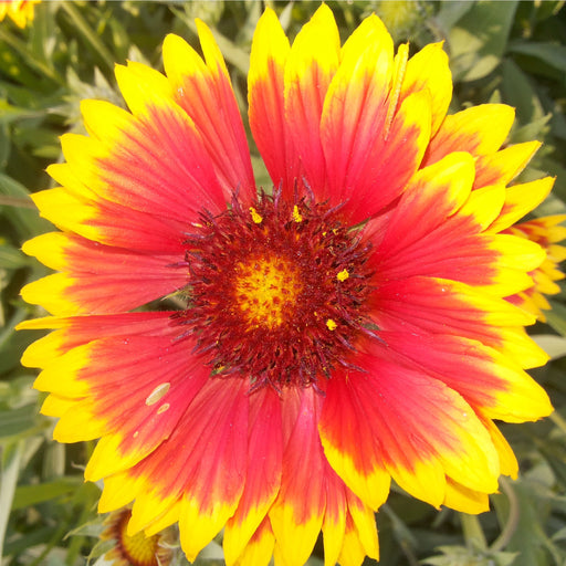 Gaillardia - Copper Sun (Blanket Flower) 2L -