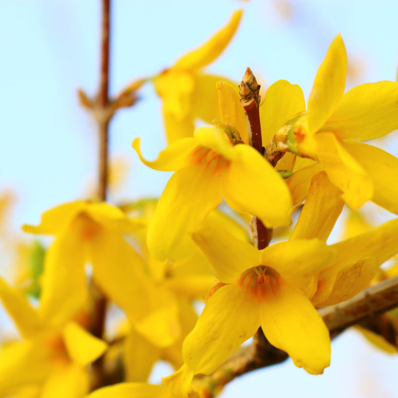 Forsythia x intermedia 'Minigold' 1L/2L -