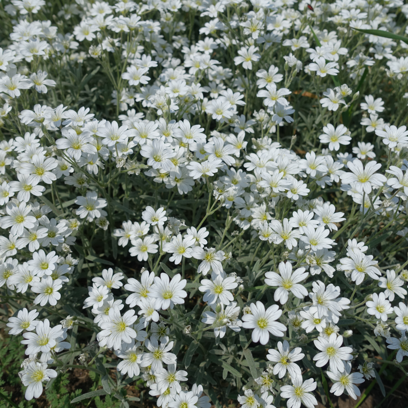 Cerastium tomentosum Silberteppich 1L -