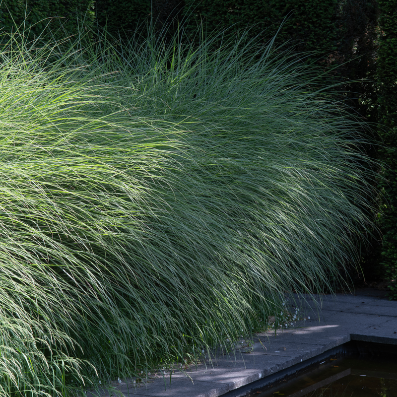 Miscanthus sinensis Morning Light 2L / 10L -