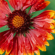 Gaillardia - Orange Halo (Blanket Flower) -