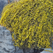 Winter Jasmine | Jasminum nudiflorum | Yellow 2L / 4L -