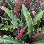 Calathea Tropistar -