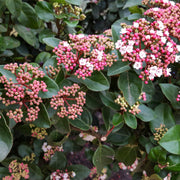Viburnum tinus Eve Price 1L -