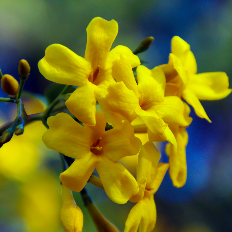 Winter Jasmine | Jasminum nudiflorum | Yellow 2L / 4L -