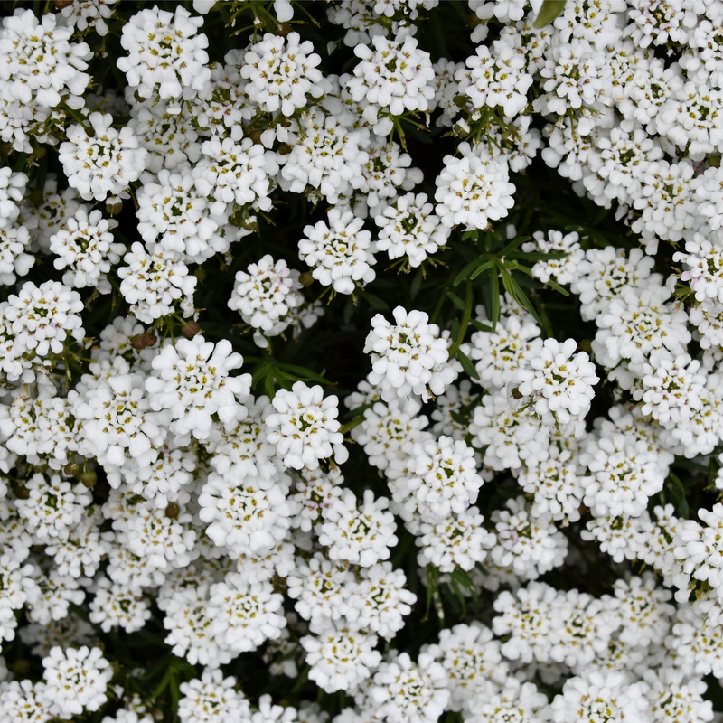 Iberis sempervirens 'Candytuft' (Evergreen Candytuft) 1.5L -