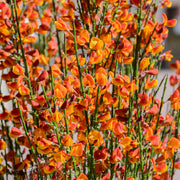 Cytisus (Broom) - 'Lena' Orange 1/2L -