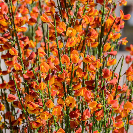 Cytisus (Broom) - 'Lena' Orange 1/2L -