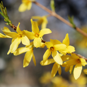 Forsythia x intermedia Spectabilis 3L -