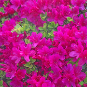 Azalea 'Toreador' 2L -