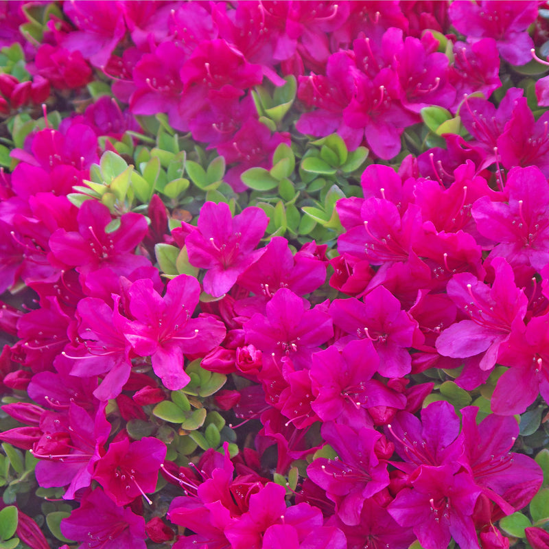 Azalea 'Toreador' 2L -