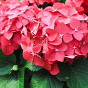 Hydrangea macrophylla 'Red Ball' ( 4 Sizes available) -