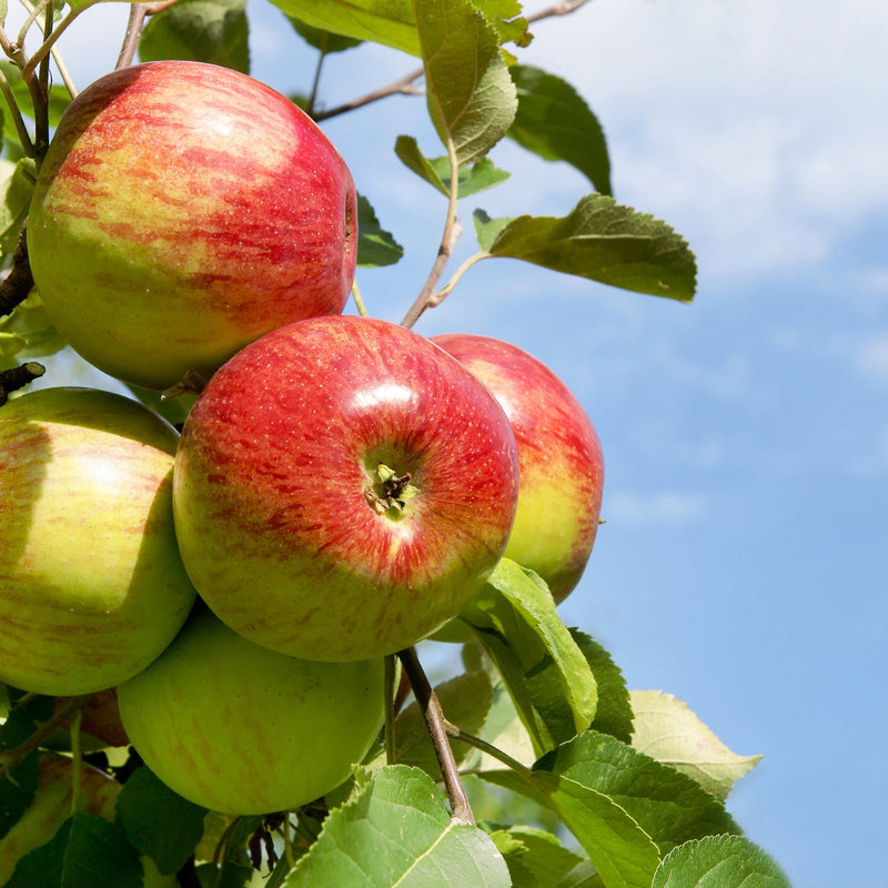 Dwarf/Patio Apple Tree 'Rode Boskoop' 1m -