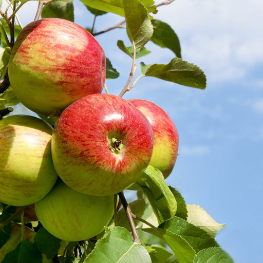 Dwarf/Patio Apple Tree 'Rode Boskoop' 1m -