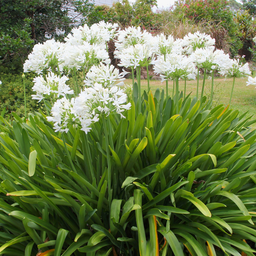 Agapanthus 'Ever White' 2L -