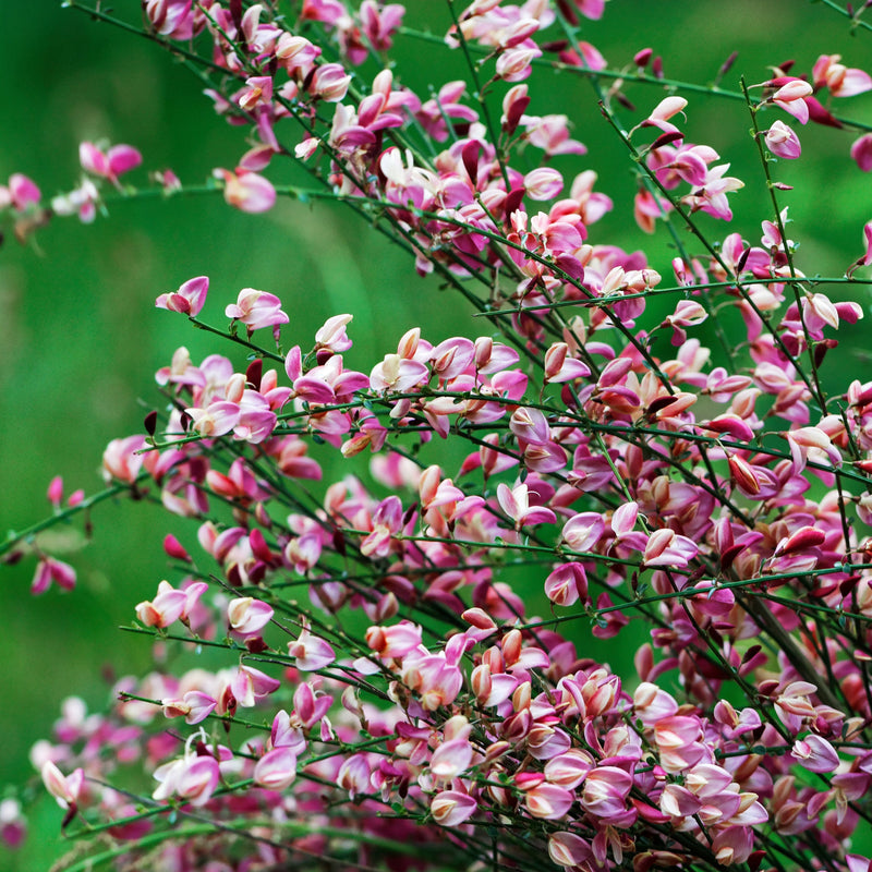 Cytisus 'Hollandia' (Broom) Pink 2L -