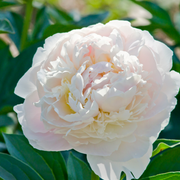 Peony Mix of 3 Plants (3 x 9cm-1L Pots) -
