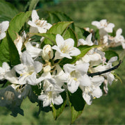 Weigela 'Bristol Snowflake' 1L / 2L -