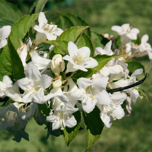 Weigela 'Bristol Snowflake' 1L / 2L -