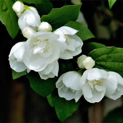 Philadelphus 'Snowbelle' 9cm / 1L / 2L /5L -