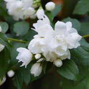 Philadelphus 'Snowbelle' 9cm / 1L / 2L /5L -