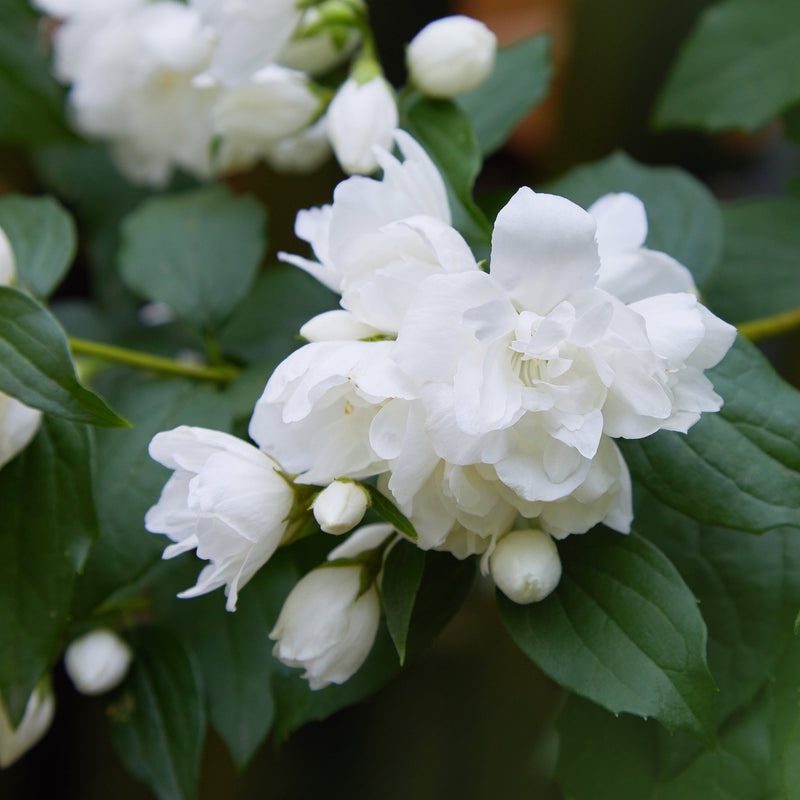 Philadelphus 'Snowbelle' 9cm / 1L / 2L /5L -