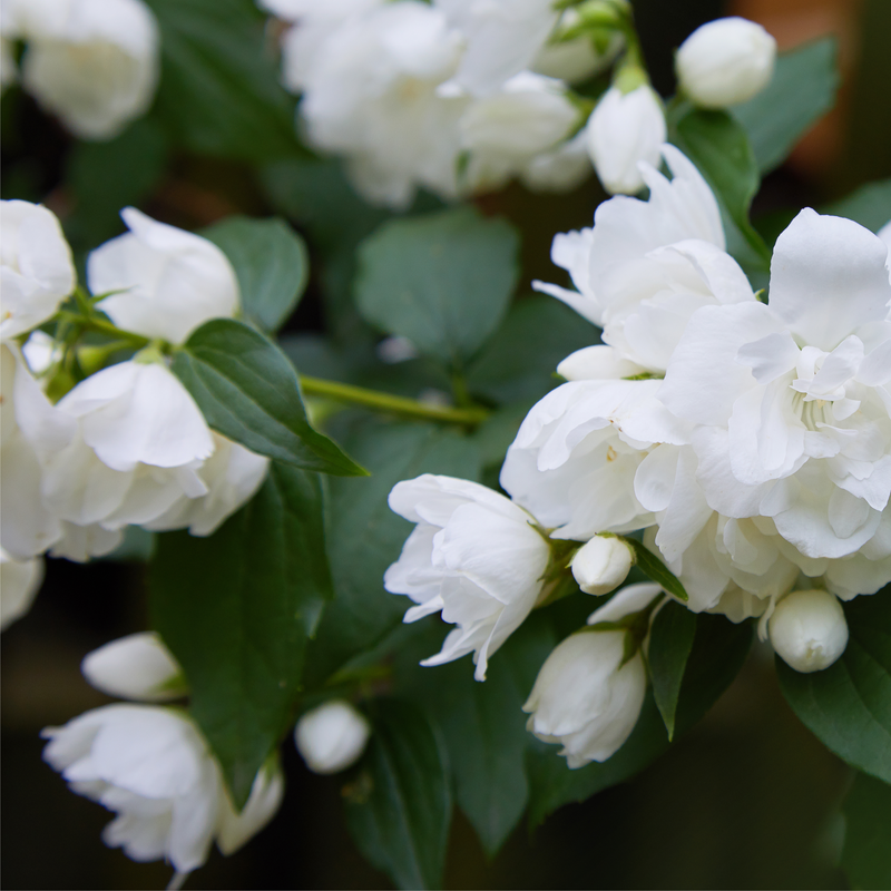 Philadelphus 'Virginal' | Mock Orange | 9cm / 2L / 5L -