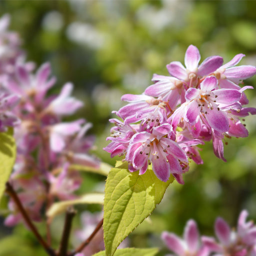 Deutzia x hybrid 'Strawberry Fields' 3L -