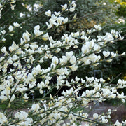 Cytisus (Broom) - 'White Lion' 1L / 2L -