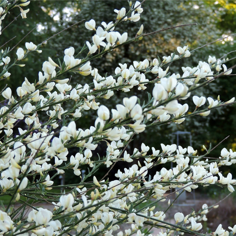 Cytisus (Broom) - 'White Lion' 1L / 2L -