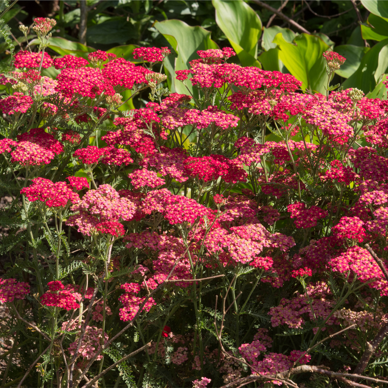 Achillea (Yarrow) - Red Velvet 3L -