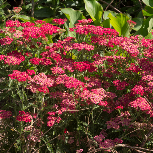 Achillea (Yarrow) - Red Velvet 3L -