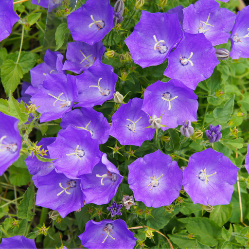 Campanula (Bell Flowerr) Pristar ‘Deep Blue’ 1.5L -