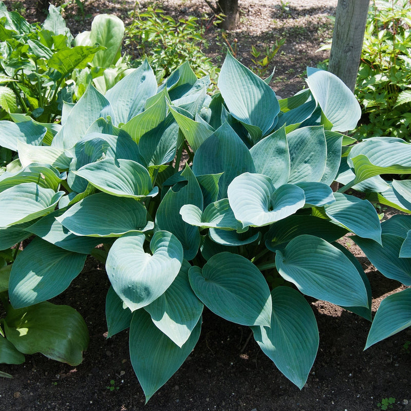 Hosta 'Halcyon' 9cm/1.5L/2L -