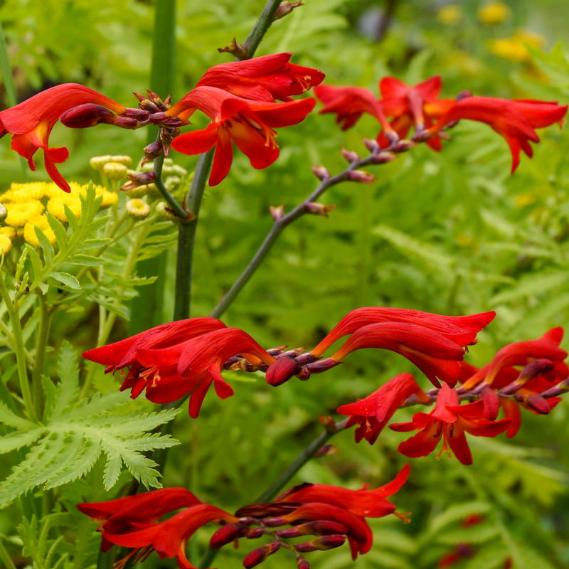 Crocosmia x crocosmiiflora 'Emberglow' 9cm/2L -