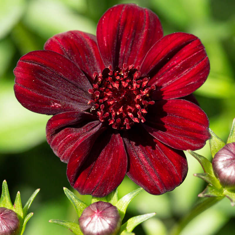 Cosmos 'Cherry Chocolate' 9cm -