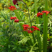Crocosmia x crocosmiiflora 'Emberglow' 9cm/2L -