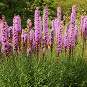 Liatris spicata Kobold 9cm/1.5L/3L -