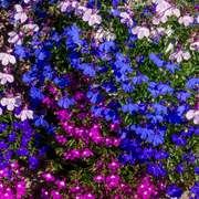 Trailing Lobelia (Tray of 18) -