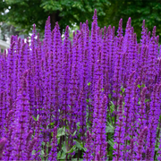 Salvia nemorasa 'Caradonna' 9cm / 2L -
