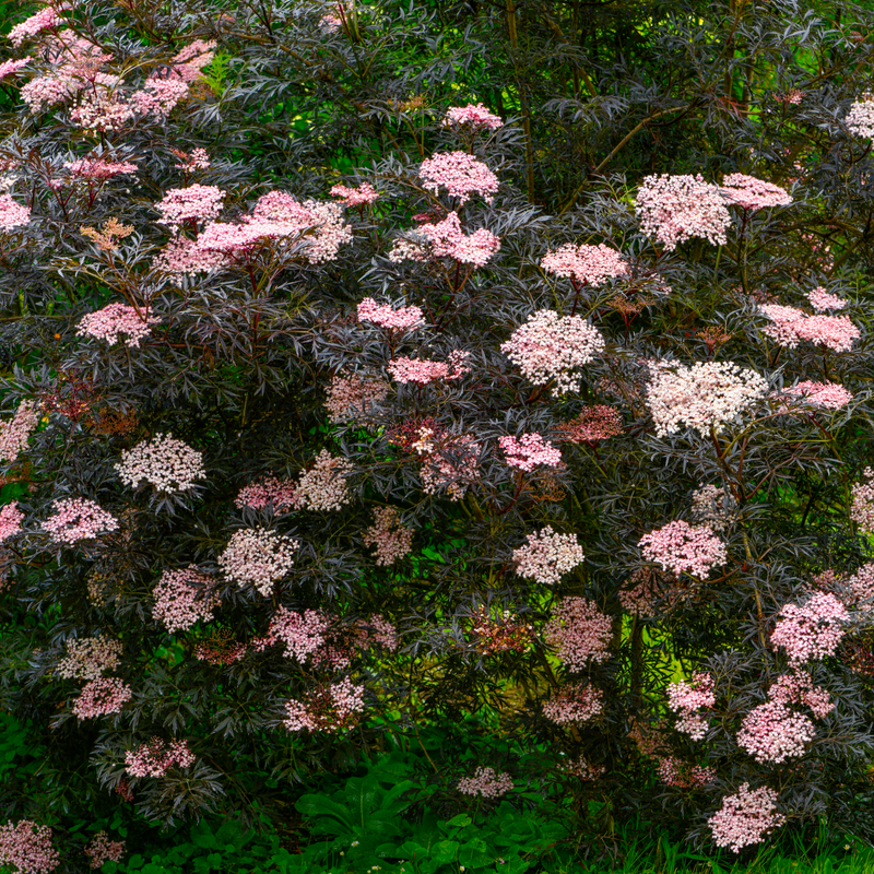 Sambucus nygra 'Black Lace' 9cm / 2L -