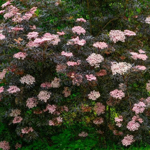 Sambucus nygra 'Black Lace' 9cm / 2L -