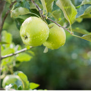 Dwarf Patio Apple Tree 'Granny Smith' 1m -