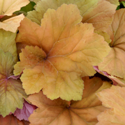 Heuchera 'Peach Flambe' 2L -