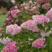 Hydrangea paniculata 'Vanille Fraise' 9cm / 2L / 3L -